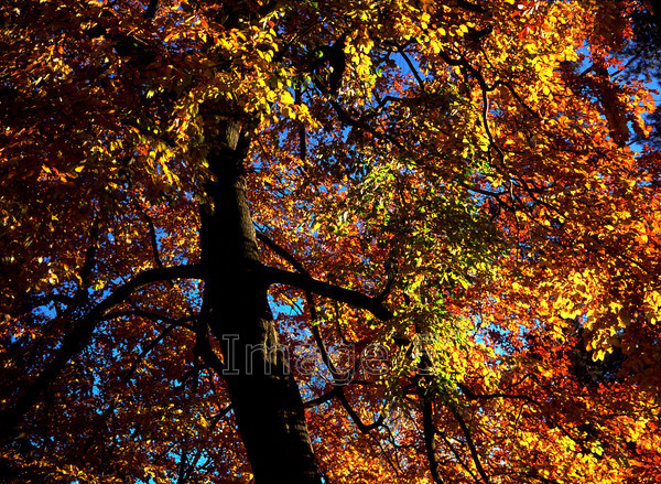 beechgold 
 Beechgold 
 Keywords: beech fagus fagaceae gold leaves autumn colour blue sky bedfordshire uk