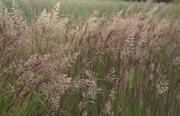 feathersoft 
 Feathersoft 
 Keywords: grasses various ravenstone bucks uk