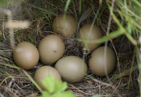 pheasantnest 
 Pheasantnest 
 Keywords: eggs light brown nest feathers grass green leaf woburn uk