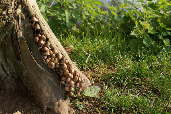 fungi 
 Fungi 
 Keywords: fungi colony nether winchendon uk