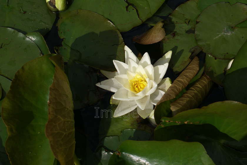 aquastar 
 Aquastar. 
 Keywords: lotus bloom leaves pond cambs uk