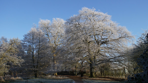 rimetrees 
 Rimetrees 
 Keywords: rime ice trees blue sky woburn lake beds uk