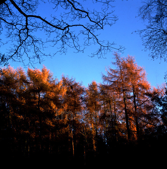 larchtreetops 
 Larchtreetops 
 Keywords: larch larix decidua trees tops autumn gold blue sky branches bedfordshire uk