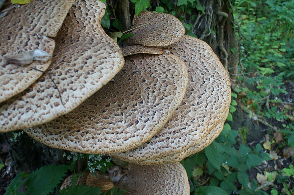 pattern 
 Pattern 
 Keywords: plate shaped fungi battlesden beds uk